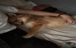 Volpino Pomerania cani in vendita: !URGENTE! vendo cucciola spitz pomerania - Annuncio 3