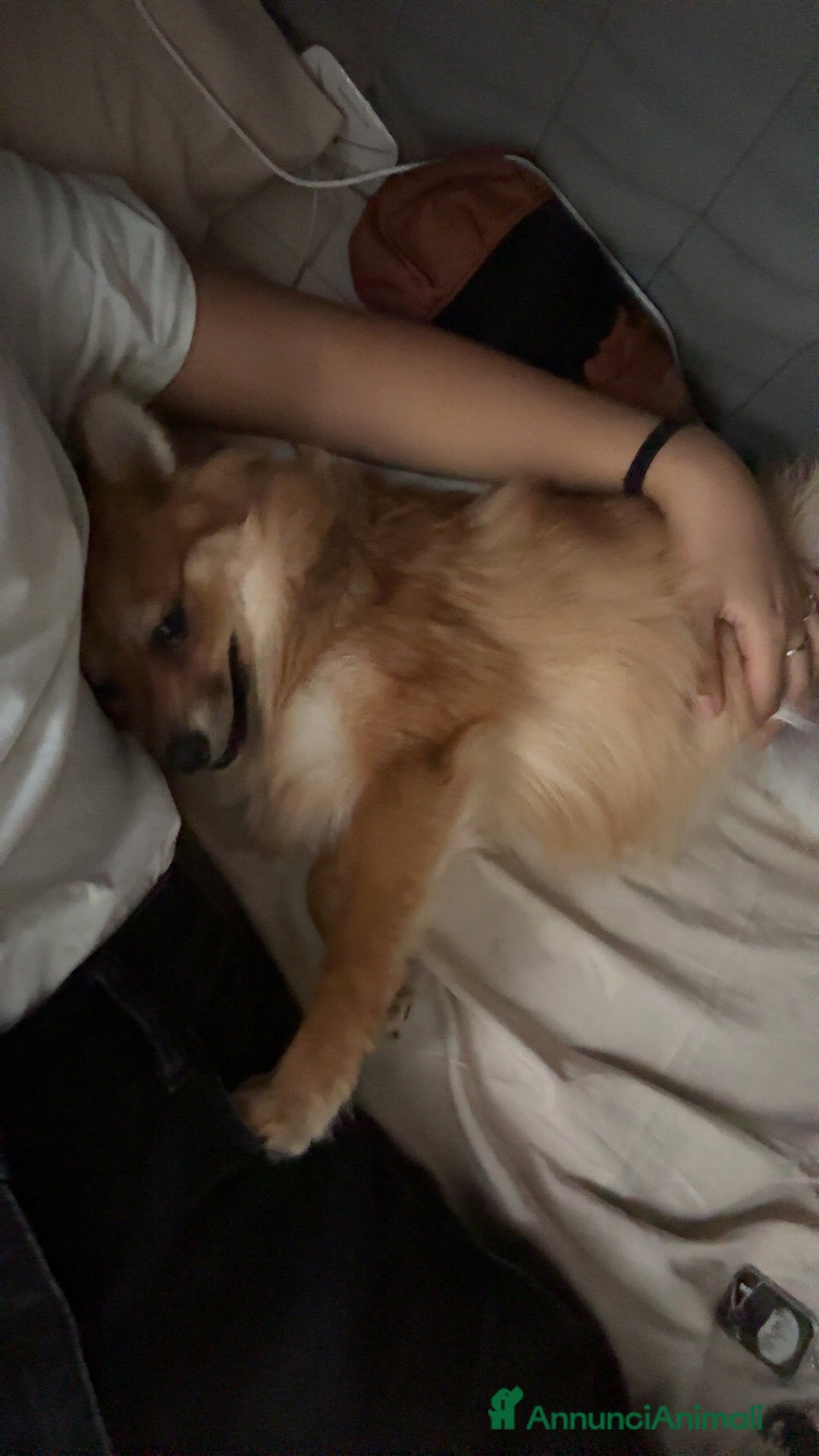 Volpino Pomerania cani in vendita: !URGENTE! vendo cucciola spitz pomerania - Annuncio 3