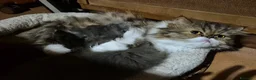 Persiano gatti in vendita: Bellissimo cucciolo di gatto persiano - Annuncio 1