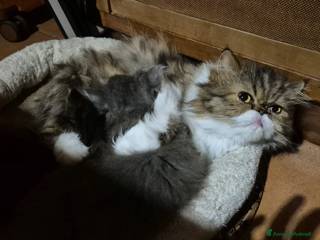 Persiano gatti in vendita: Bellissimo cucciolo di gatto persiano - Annuncio 1
