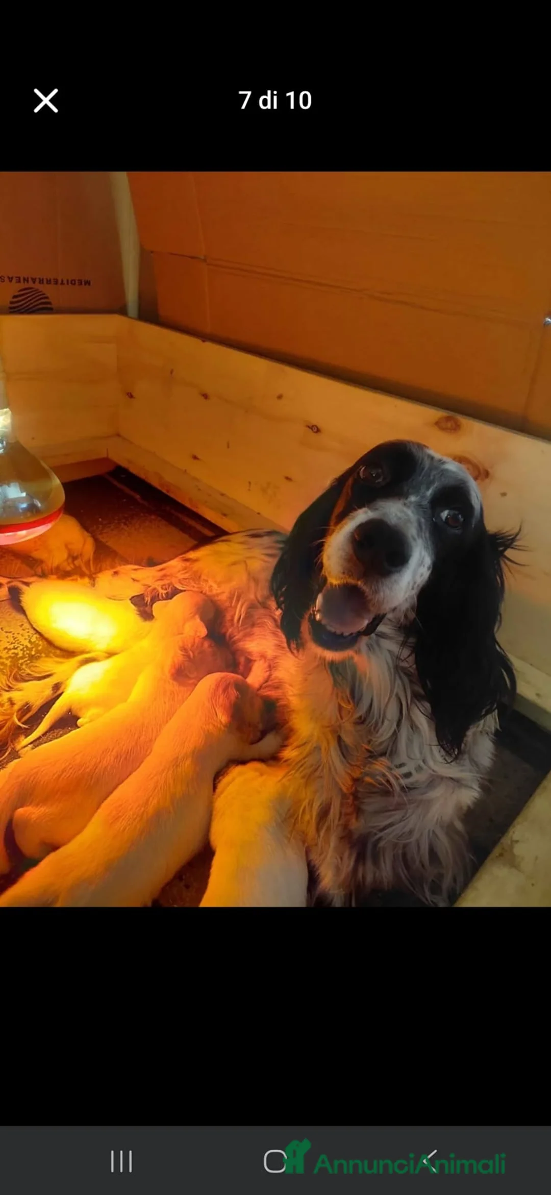 Setter Inglese cani in vendita: Cedo alcuni cuccioli Setter Inglese - Annuncio 1