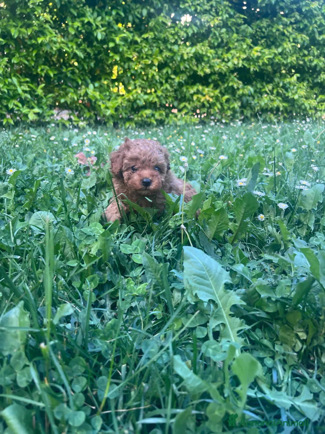 Barboncino Toy cani in vendita: Barboncino Toy Red - ultima femmina disponibile  - Annuncio 3