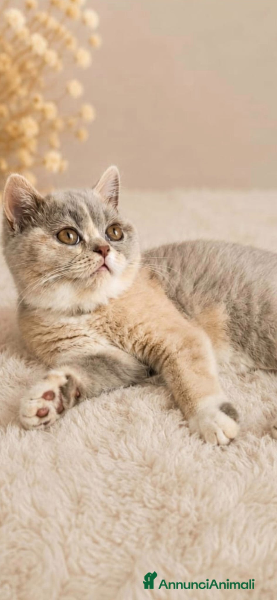 British gatti British shorthair  - Annuncio 2