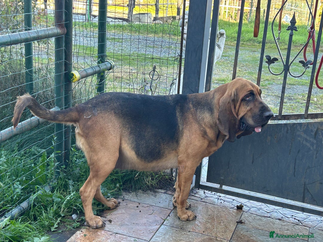 Bloodhound cani in vendita: Cuccioli Bloodhound-Chien de St. Hubert - Annuncio 1