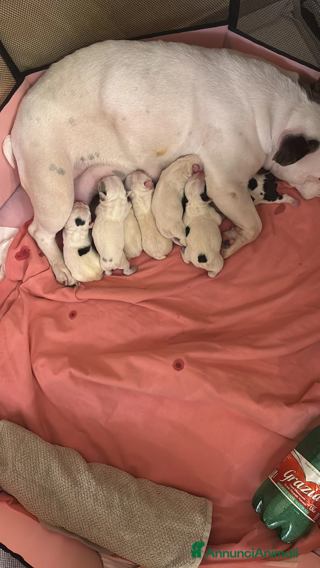 Bulldog Francese cani in vendita: Bulldog francese  - Annuncio 5