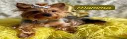 Yorkshire cani in vendita: Yorkshire Terrier Miniatura  - Annuncio 6
