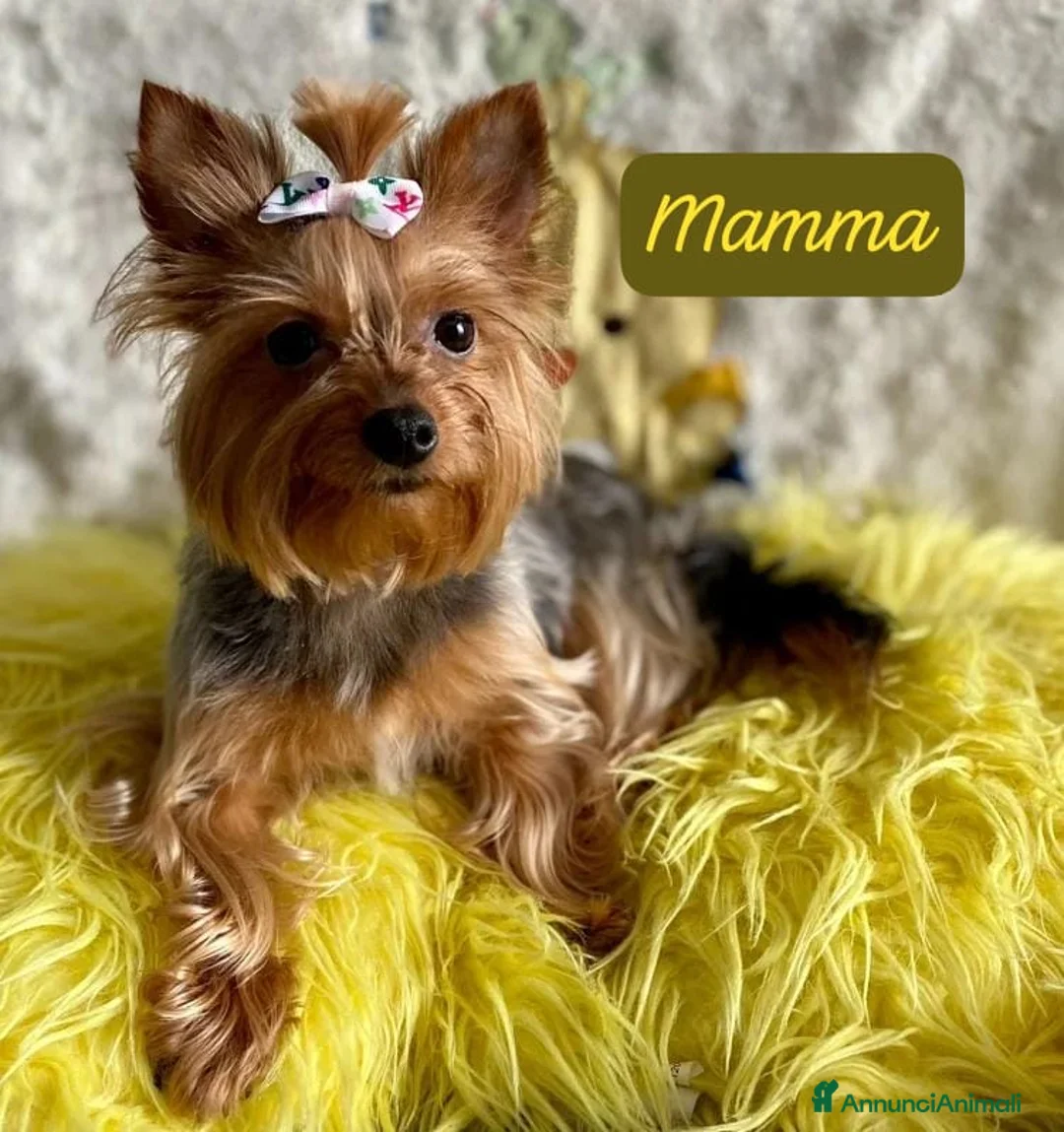 Yorkshire cani in vendita: Yorkshire Terrier Miniatura  - Annuncio 6