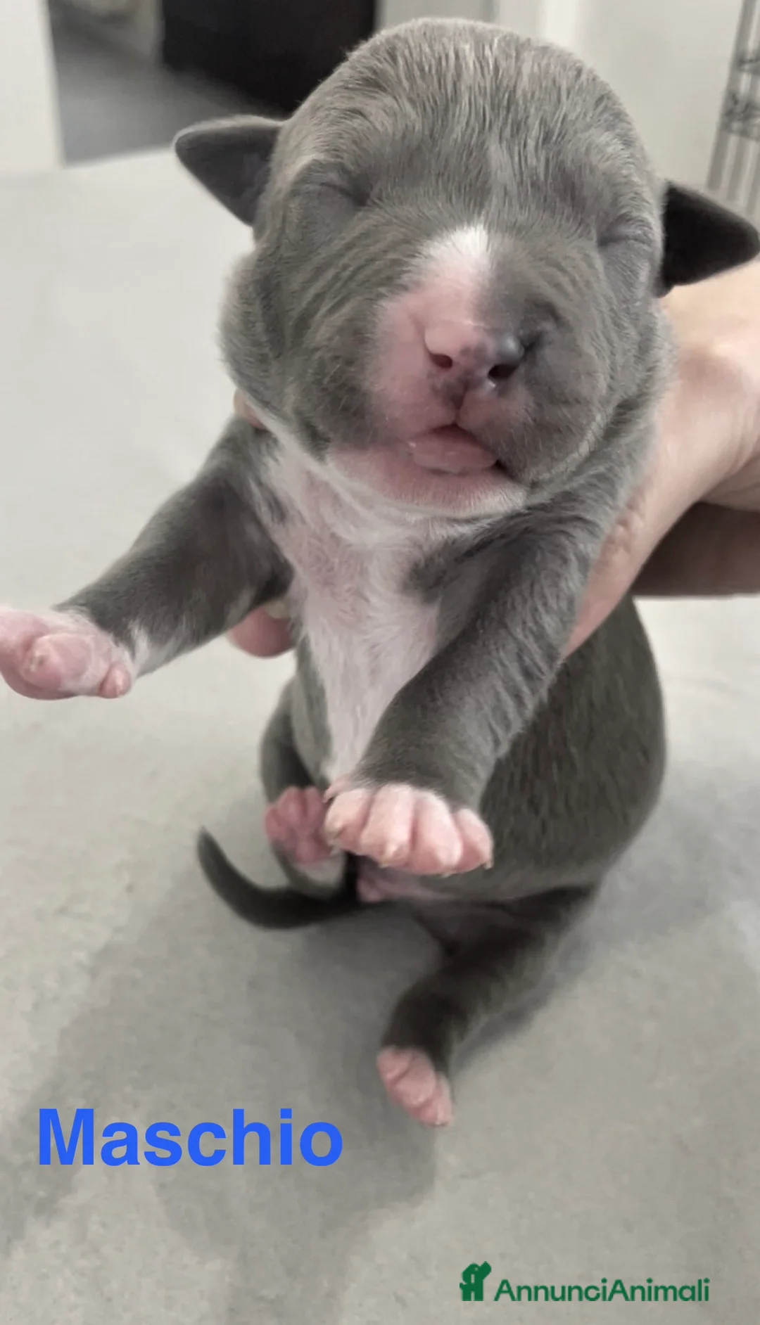 American Staffordshire cani in vendita: Amstaff Blue Nose/Blue Fawn - Annuncio 7