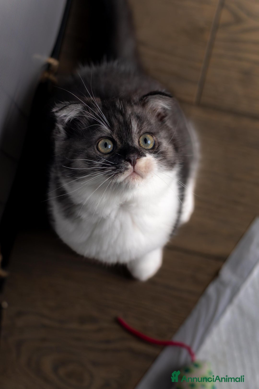 Scottish gatti in vendita: Gattini Scottish fold e straight  - Annuncio 4