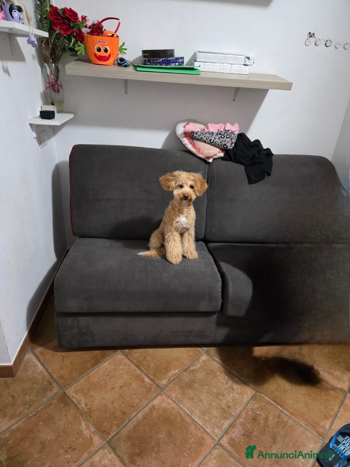 Maltipoo cani Vendo maltipoo 8 mesi - Annuncio 1