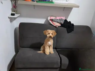 Maltipoo cani Vendo maltipoo 8 mesi - Annuncio 1