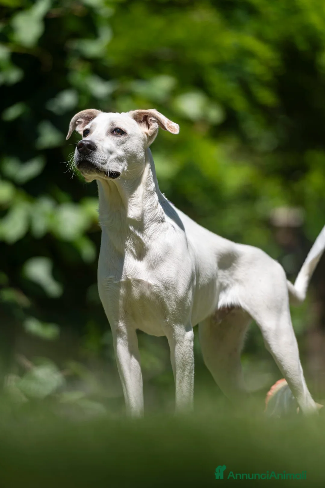 Meticcio cani in regalo: APOLLO PENSAVA FOSSE AMORE...IN ADOZIONE - Annuncio 4