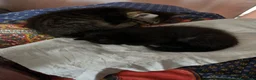 Europeo gatti in regalo: 2 gattini cercano casa  a Provincia di Belluno - Annuncio 1