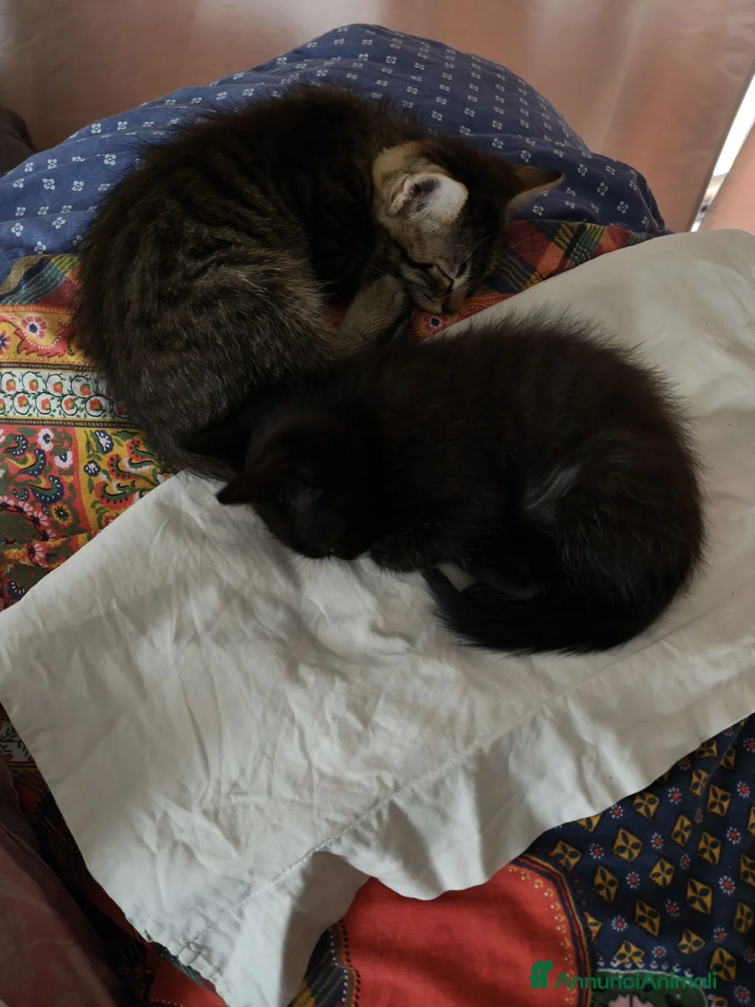 Europeo gatti in regalo: 2 gattini cercano casa  a Provincia di Belluno - Annuncio 1