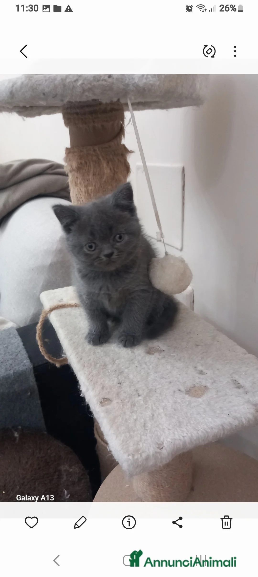 Scottish gatti in vendita: Schottich Straight  - Annuncio 3