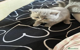 British gatti in vendita: British Short Hair and Scottish fold  a Provincia di Verona - Immagine 5