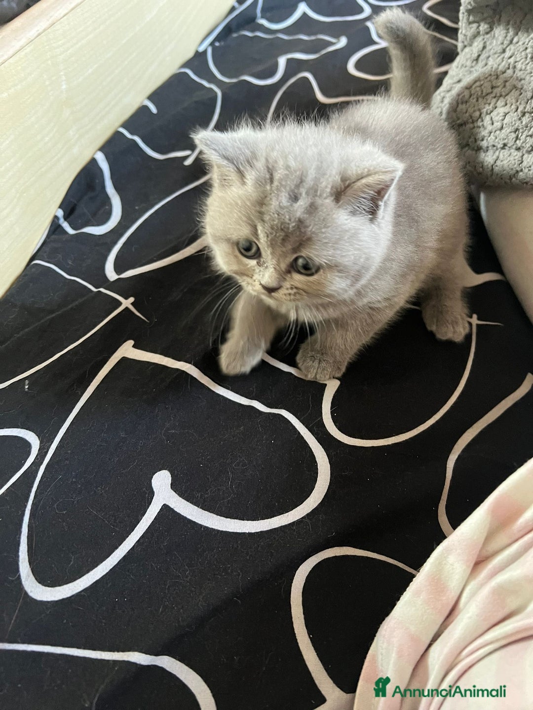 British gatti in vendita: British Short Hair and Scottish fold  a Provincia di Verona - Immagine 5