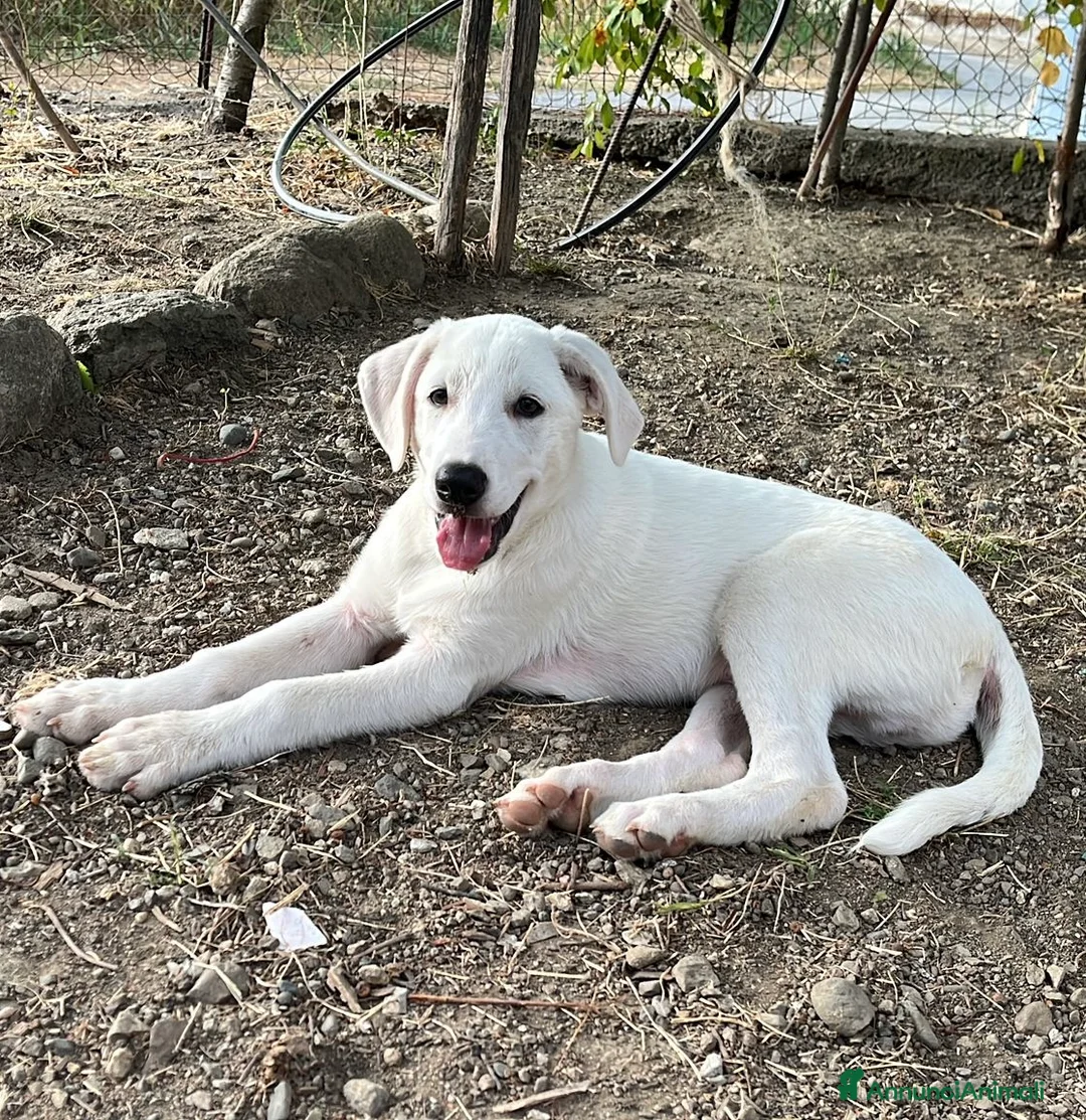 Pastore Maremmano cani in regalo: Chase splendido cucciolo di 3 mesi in box  a Città metropolitana di Milano - Annuncio 1