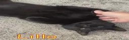 Europeo gatti in regalo: LILLO DOLCISSIMO  MICETTO NERO - Annuncio 5