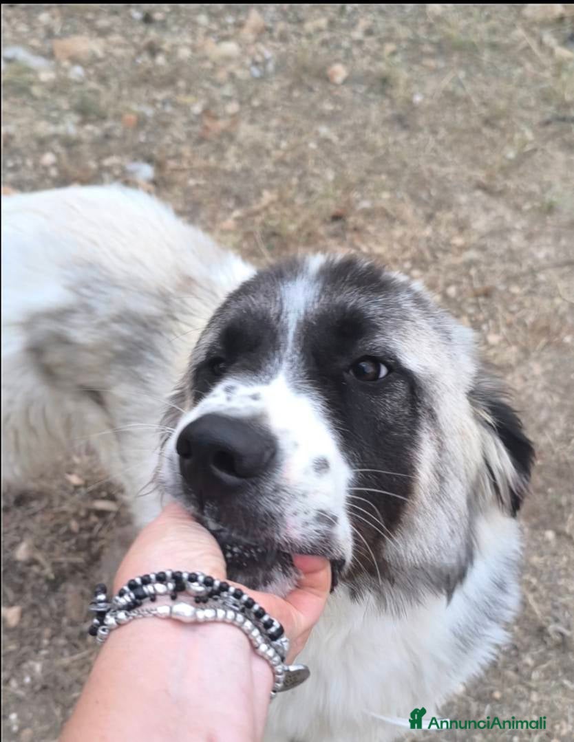 Meticcio cani lilo tg grande buono educato affettuoso - Annuncio 2