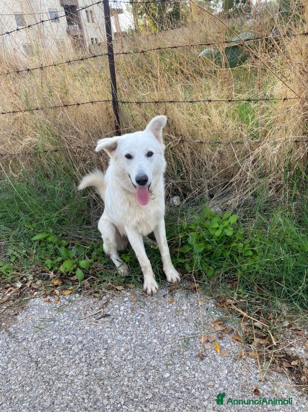 Pastore Svizzero cani in regalo: Gucci, dolcissimo pastore svizzero - Annuncio 2