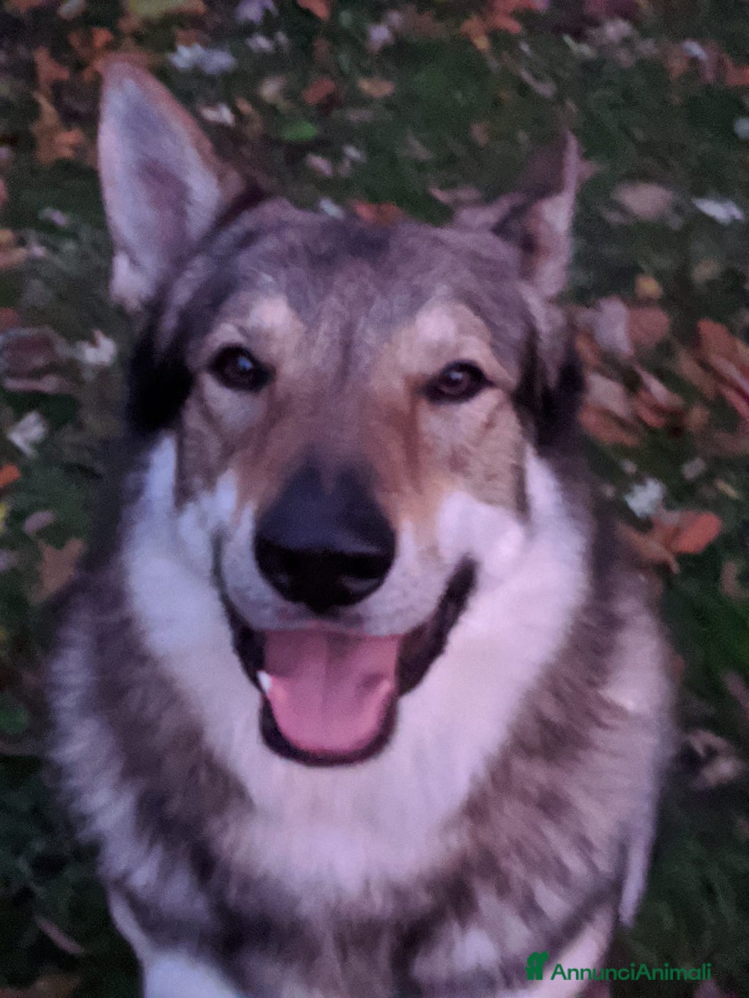 Lupo Cecoslovacco cani per accoppiamento: STALLONE - Annuncio 9