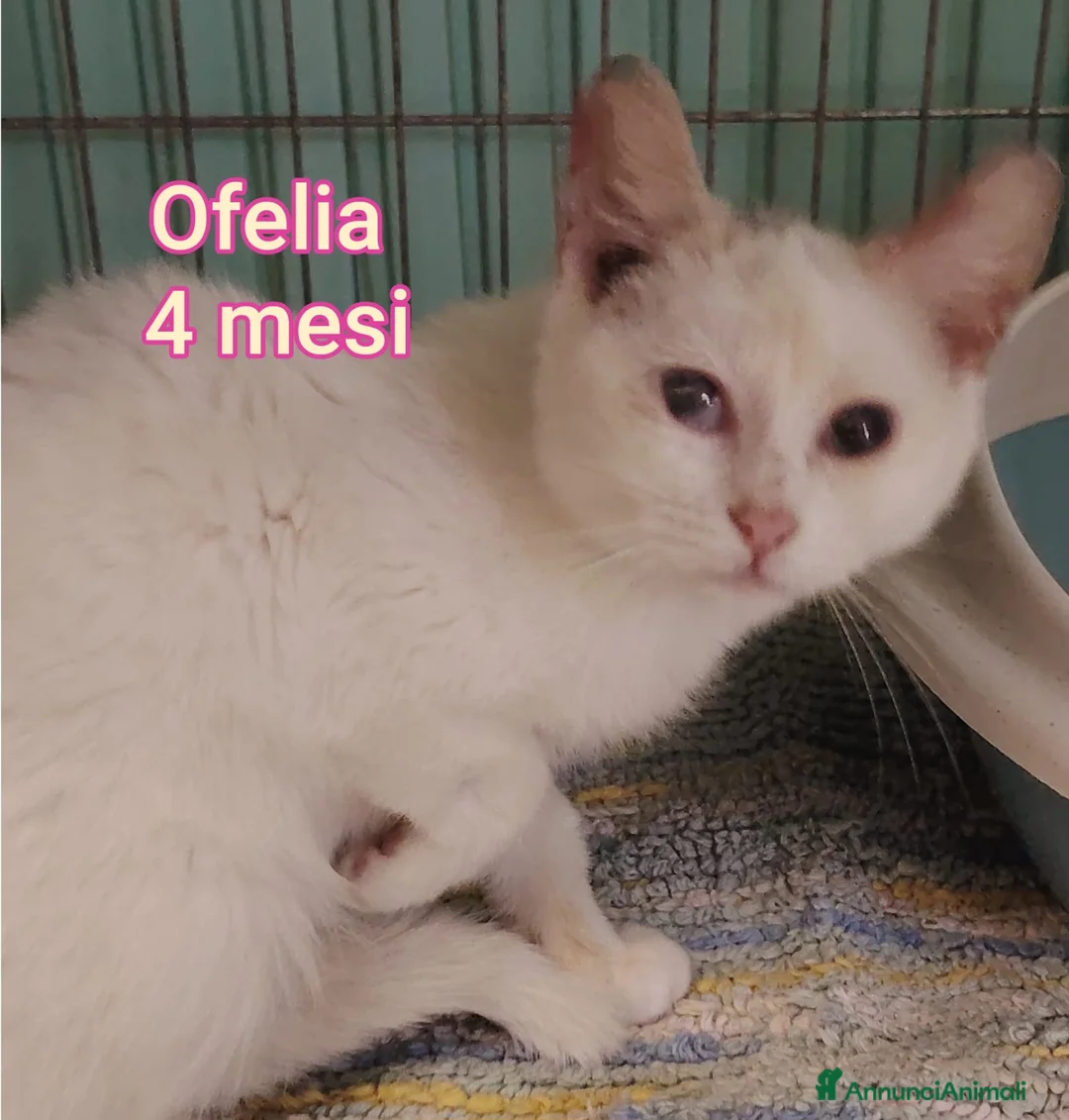 Altre razze gatti in regalo: GATTINI SOLI ED ESCLUSI! - Annuncio 1