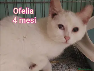 Altre razze gatti GATTINI SOLI ED ESCLUSI! - Annuncio 6