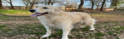 Meticcio cani in regalo: VANIGLIA bella timidina - Annuncio 3