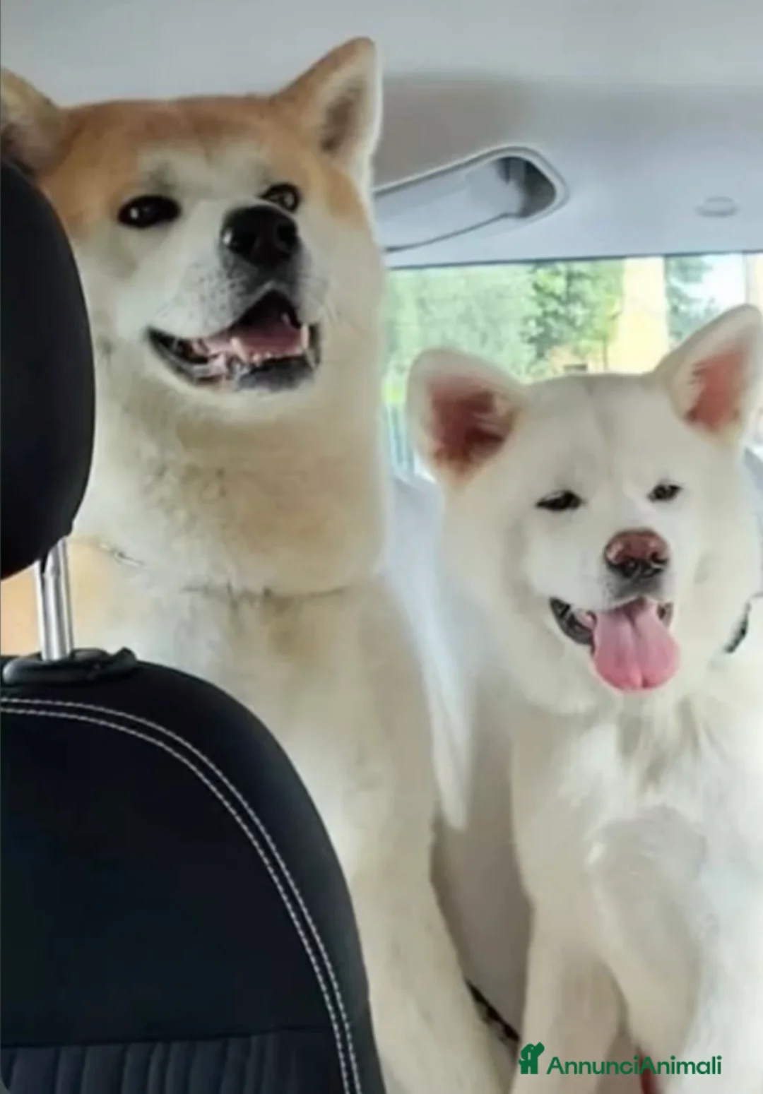 Akita Inu cani in vendita: Cuccioli Akita inu in vendita  - Annuncio 2