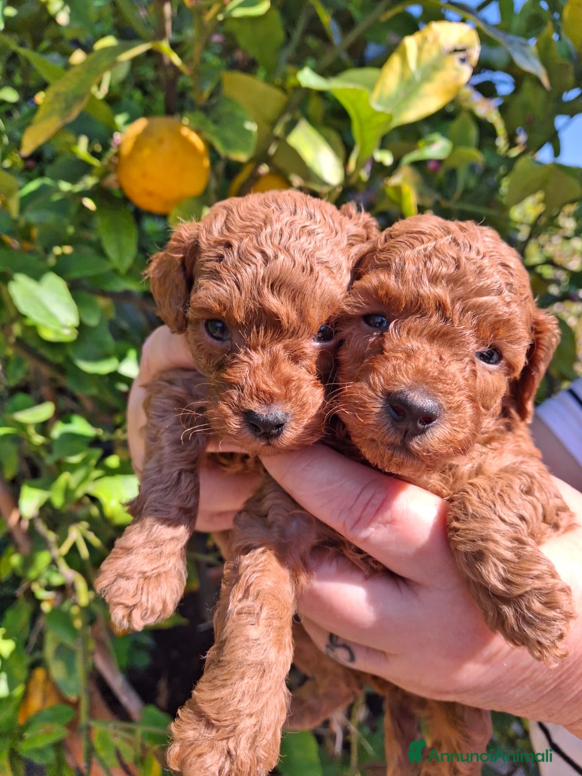 Barboncino Toy cani Barbncino toy - Annuncio 1