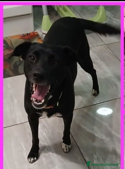Meticcio cani Lisa, dolcissima, taglia medio contenuta - Annuncio 3
