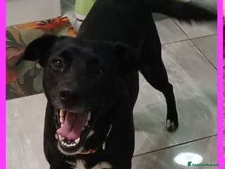 Meticcio cani Lisa, dolcissima, taglia medio contenuta - Annuncio 3