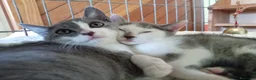 Europeo gatti in regalo: gattine sorelle 2 mesi ADOZIONE DI COPPIA❤️ - Annuncio 3