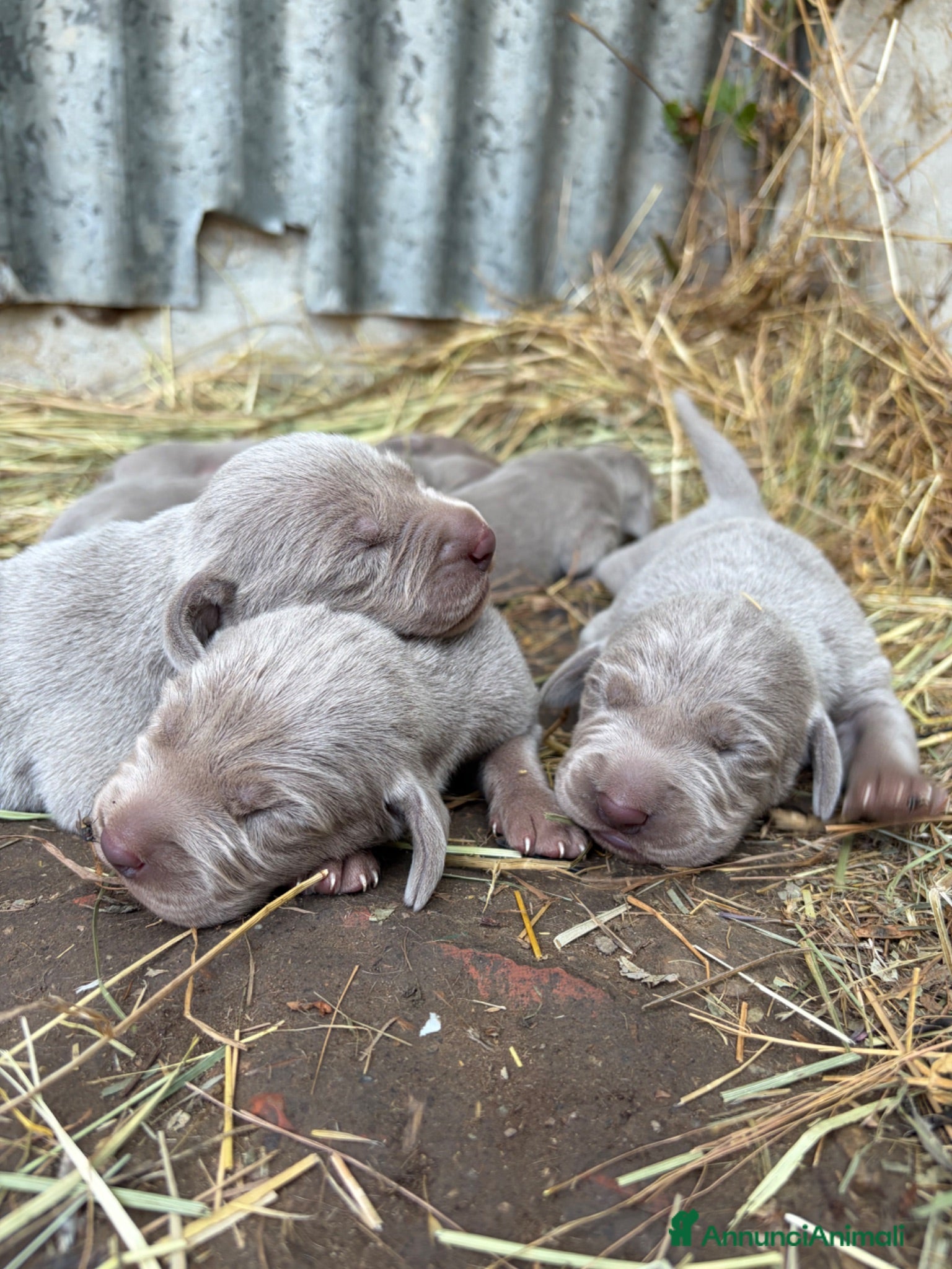 Weimaraner cani Cucciolata di 6 weimaraner  - Annuncio 1
