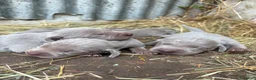 Weimaraner cani in vendita: Cucciolata di 6 weimaraner  - Annuncio 1