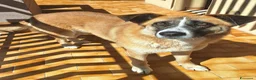 Meticcio cani in regalo: Ambra 4 anni Taglia grande - Annuncio 3
