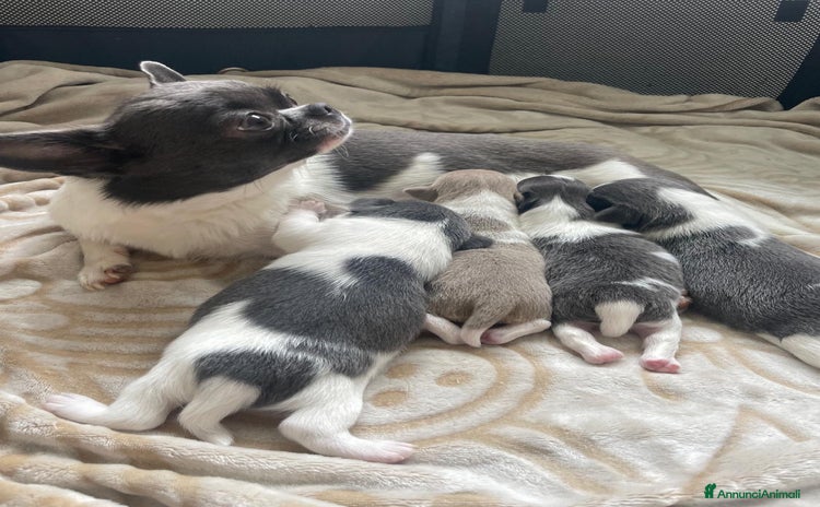 Chihuahua cani a Provincia di Como - Annuncio 9