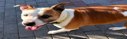 Meticcio cani in regalo: MAYA AMSTAFF - Annuncio 4