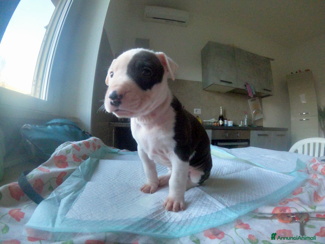 Pitbull cani in vendita: cuccioli in vendita - Annuncio 7