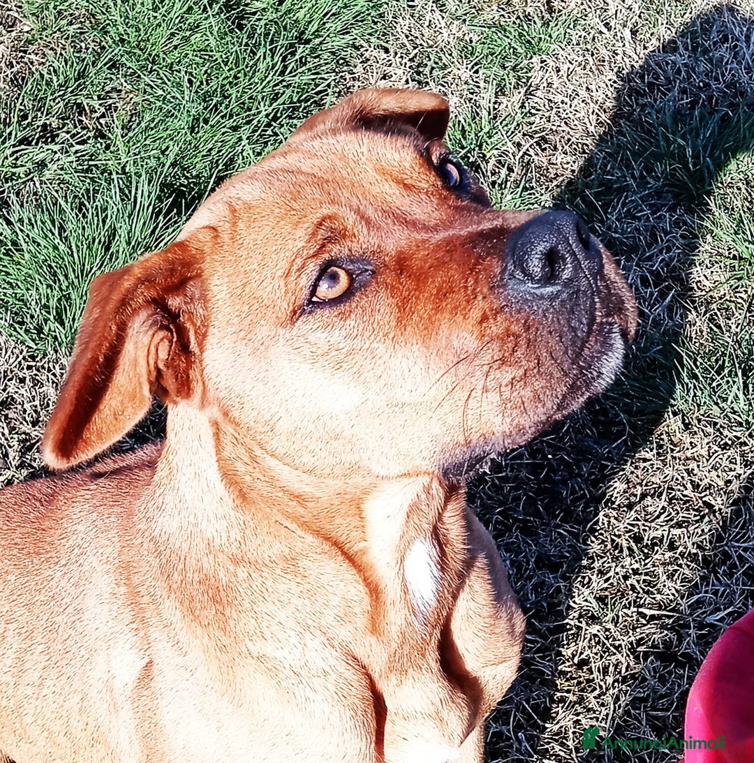 Altre razze cani in regalo: LAYLa, occhi profondi e tristi a Provincia di Latina - Annuncio 5