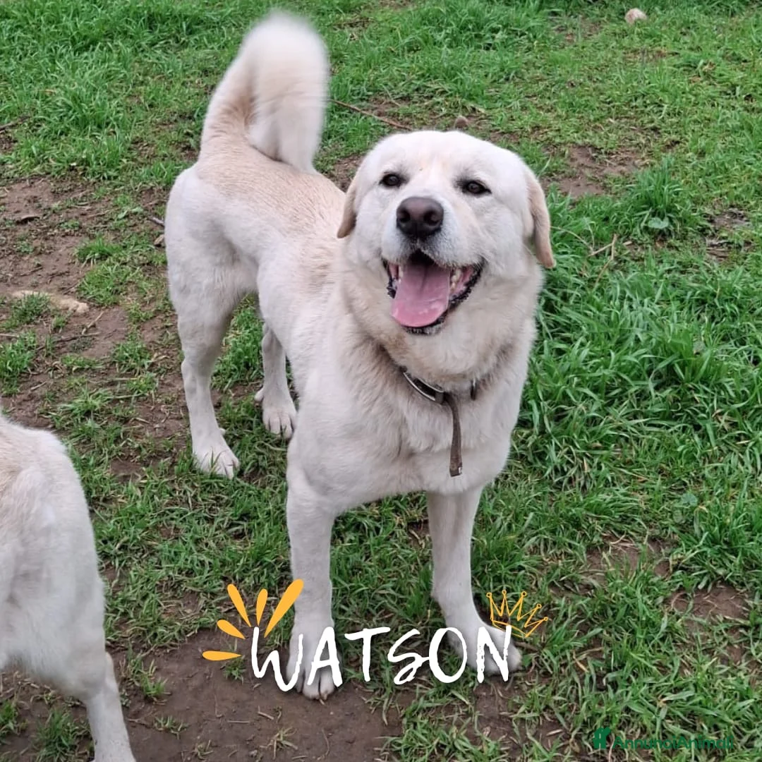 Meticcio cani in regalo: WATSON 💙 - insieme a SHERLOCK cerca una casa 🥺 a Provincia di Lecco - Annuncio 1