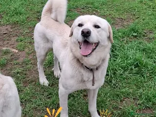 Meticcio cani WATSON 💙 - insieme a SHERLOCK cerca una casa 🥺 a Provincia di Lecco - Annuncio 6