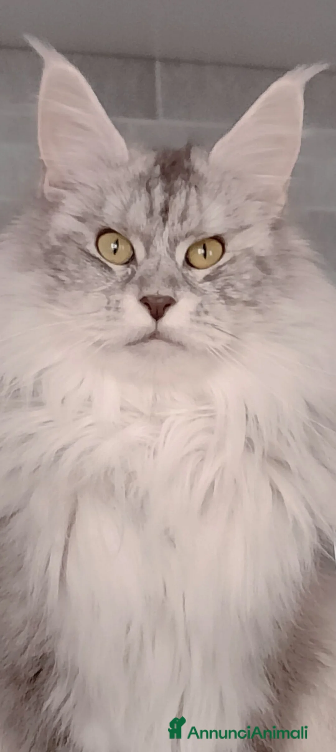 Maine Coon gatti in vendita: Cuccioli Maine Coon Silver - 3 maschi disponibili - Annuncio 2