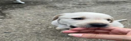Labrador cani in vendita: Cuccioli di Labrador - Annuncio 15