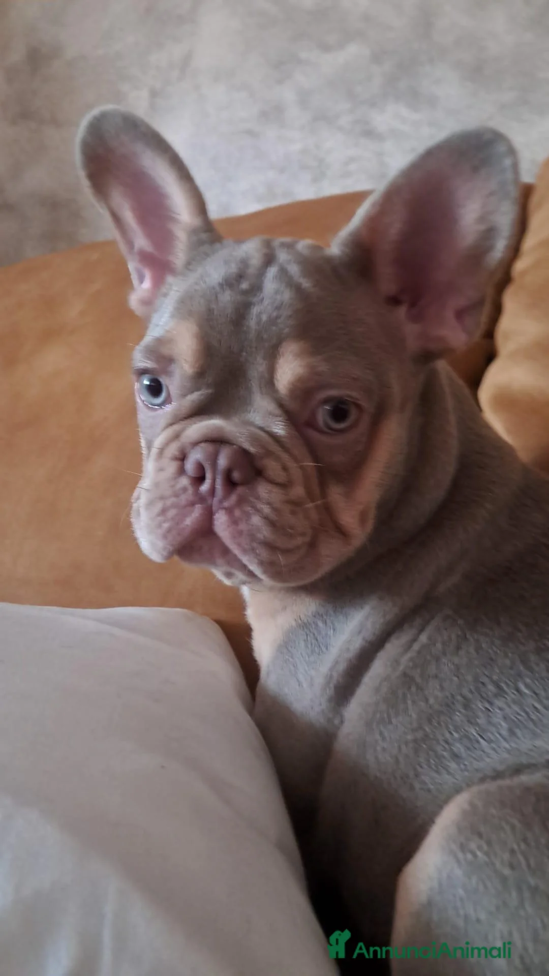 Bulldog Francese cani in vendita: Bulldog francese 5 mesi new shade tan  a Provincia di Rimini - Annuncio 1