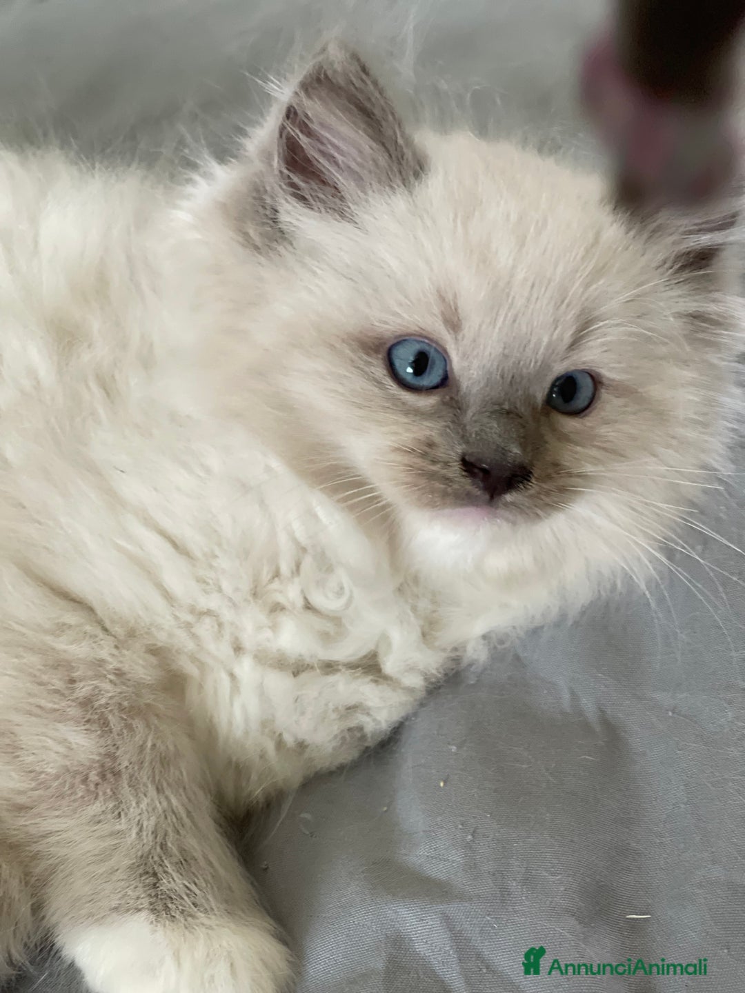 Ragdoll gatti in vendita: Cucciolata blu mitted/tabby - Annuncio 4