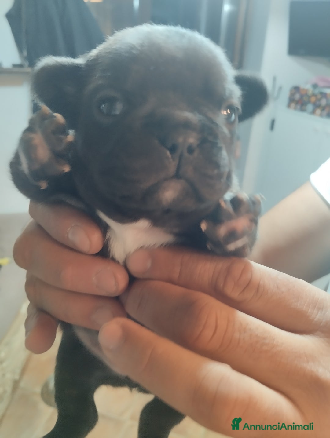 Bulldog Francese cani in vendita: Cuccioli bulldog francese  - Annuncio 4