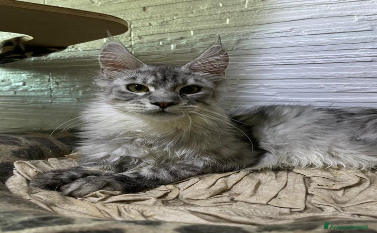 Maine Coon gatti a Città Metropolitana di Firenze - Annuncio 19