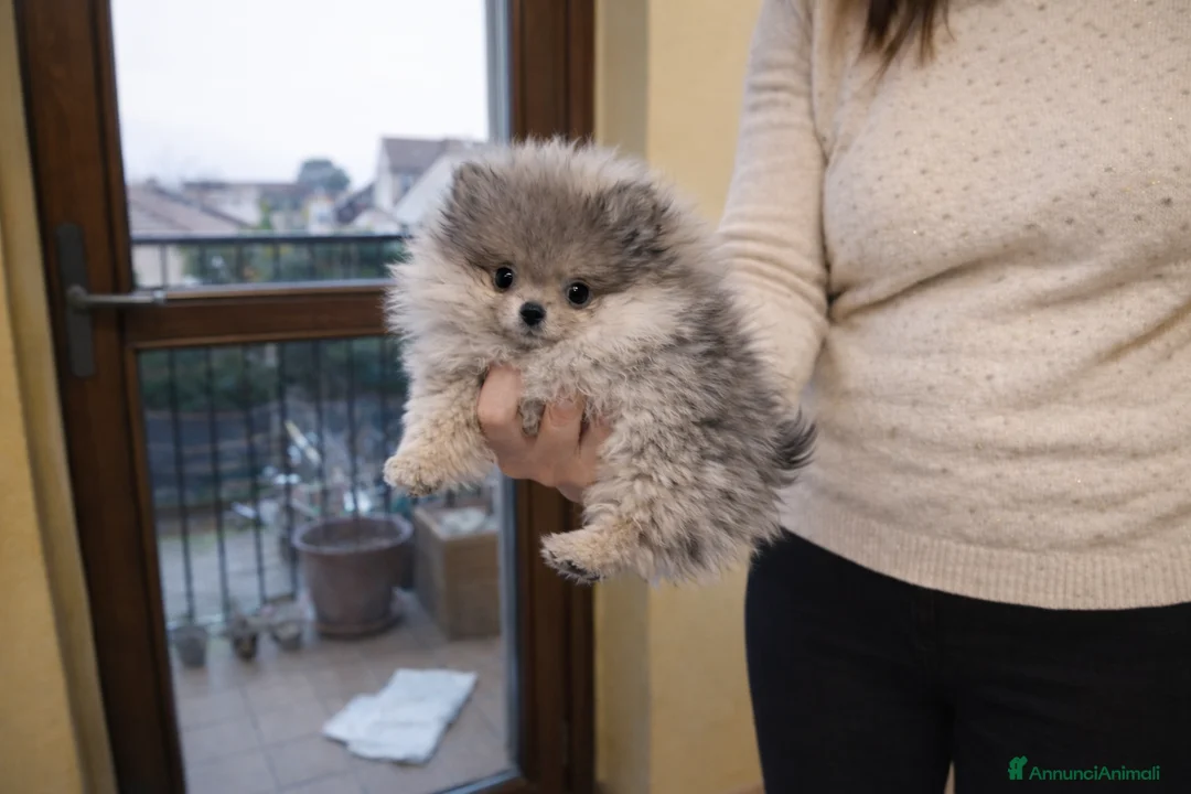 Volpino Pomerania cani in vendita: Cuccioli Volpino pomerania pedigree - Annuncio 8